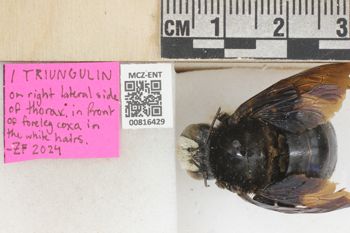 Media type: image;   Entomology 816429 Aspect: labels